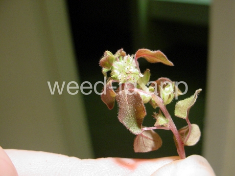 pellitory, Florida